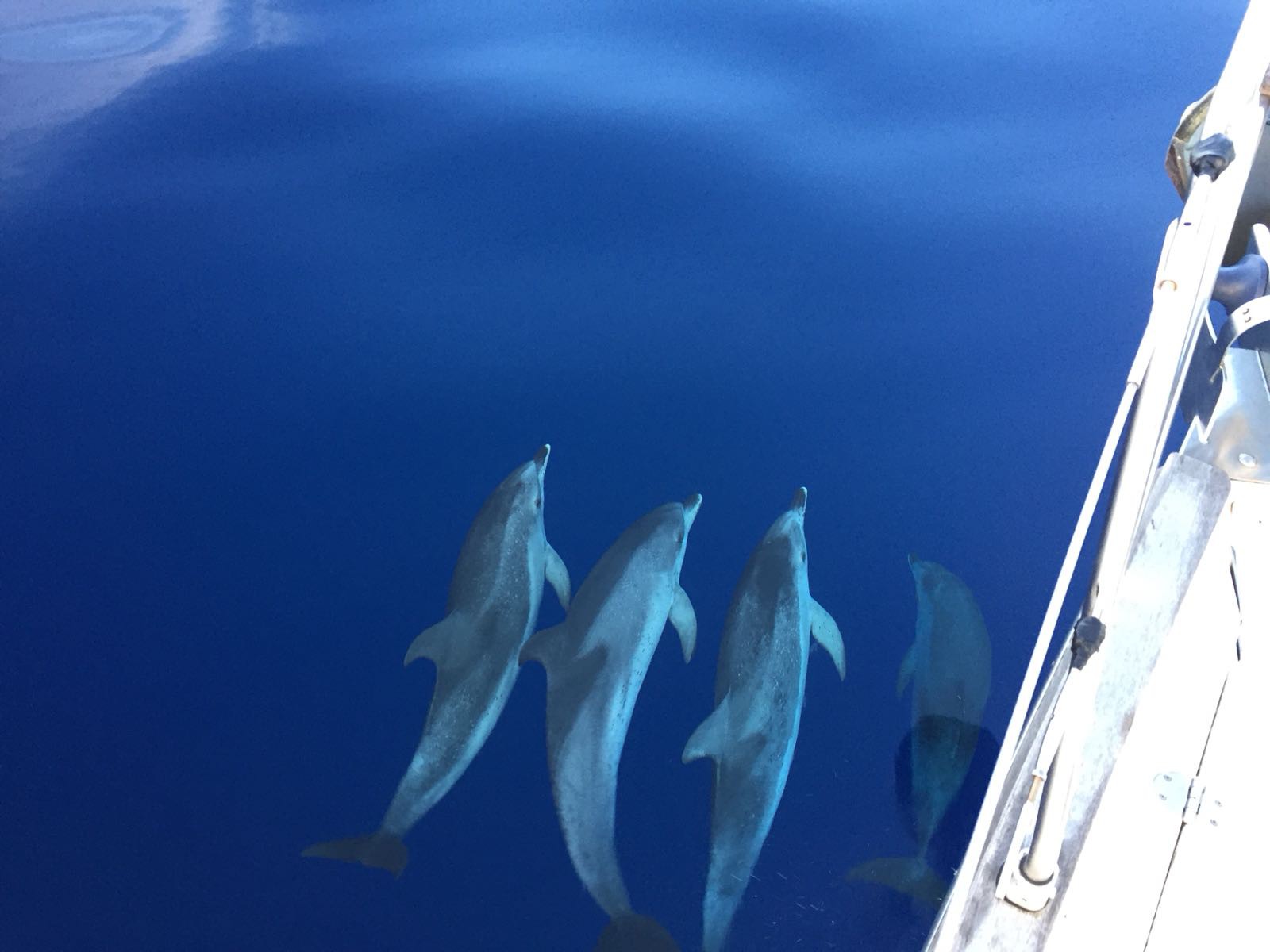 Delphinschule auf dem Atlantik Delphinschule auf dem Atlantik